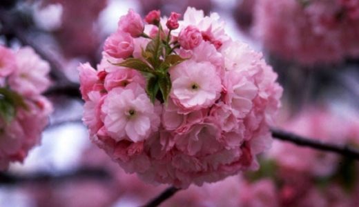 春の風物詩「造幣局桜の通りぬけ」