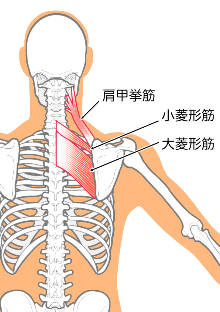 肩甲骨周りの筋肉の紹介
